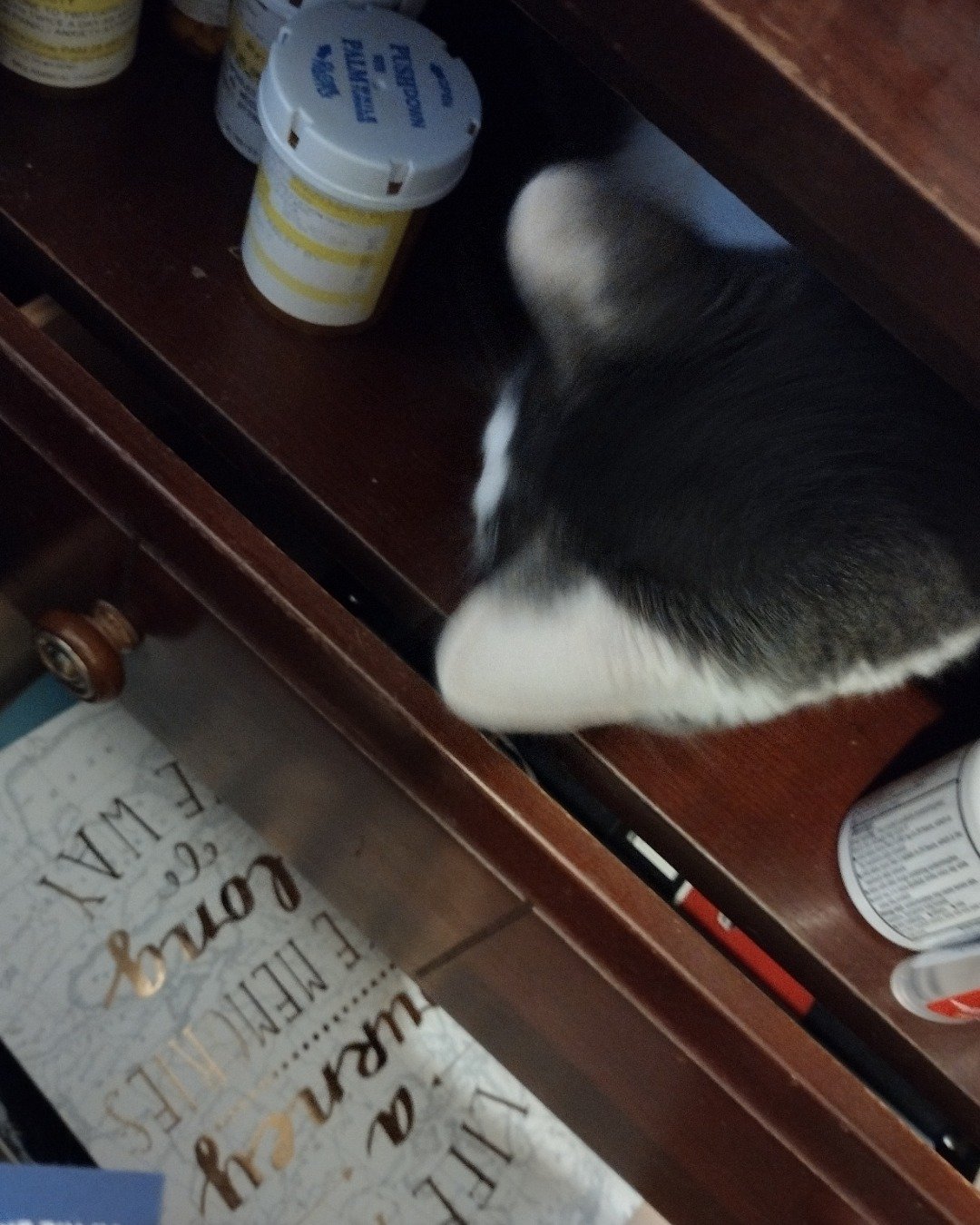 Cloudfur the American Shorthair. Drawer, Furniture, Cabinet, Closet, Cupboard, Cat