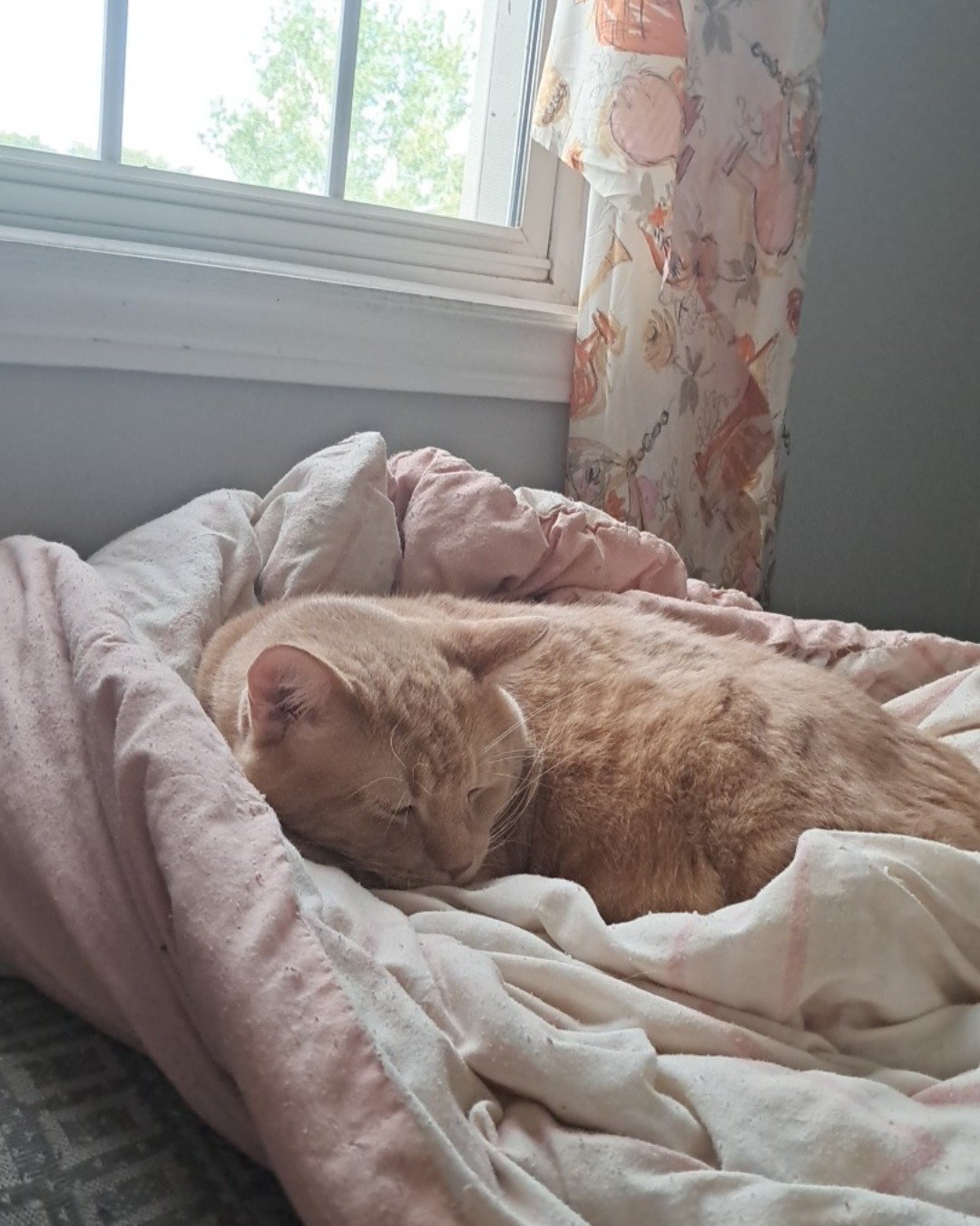 Ziggy the Short hair domestic cats. Blanket, Cat
