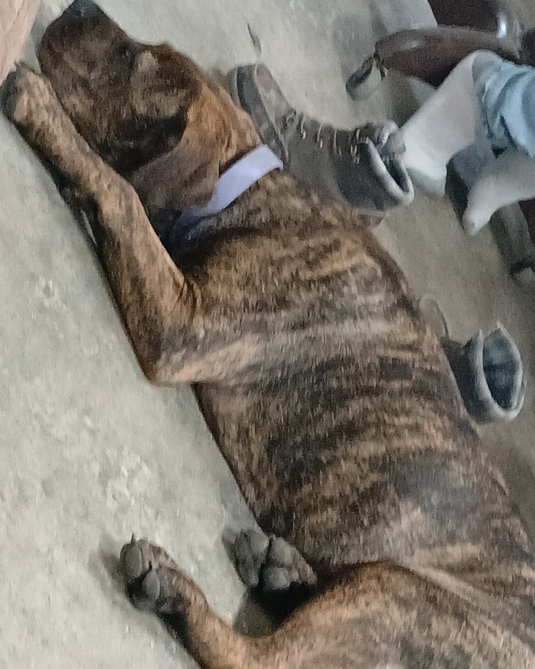 Girly Girl the Cain Corso puppy. Dog, Boxer, Bulldog