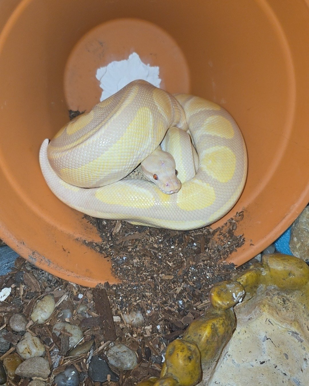 Gouda the Ball Python. Reptile, Snake, Soil