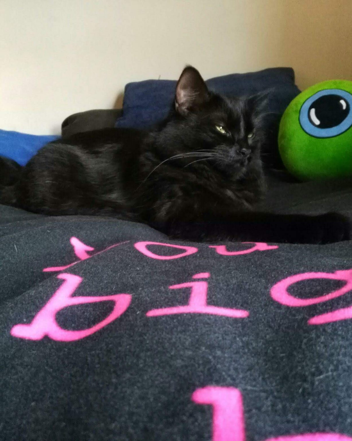 Sylvester the Unsure. Cushion, Home Decor, Couch, Furniture, Cat, Quilt