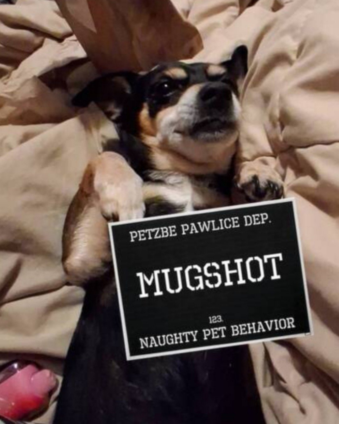Turbo the Miniature pinscher. Dog, Hound, Business Card, Paper, Text