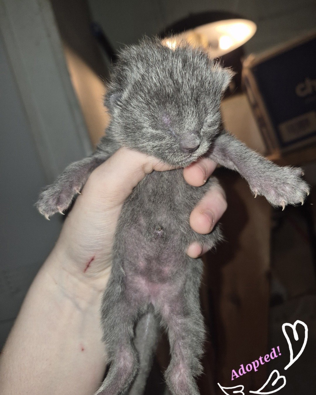 Ashe [and her babies] the Domestic Shorthair. Cat, Kitten