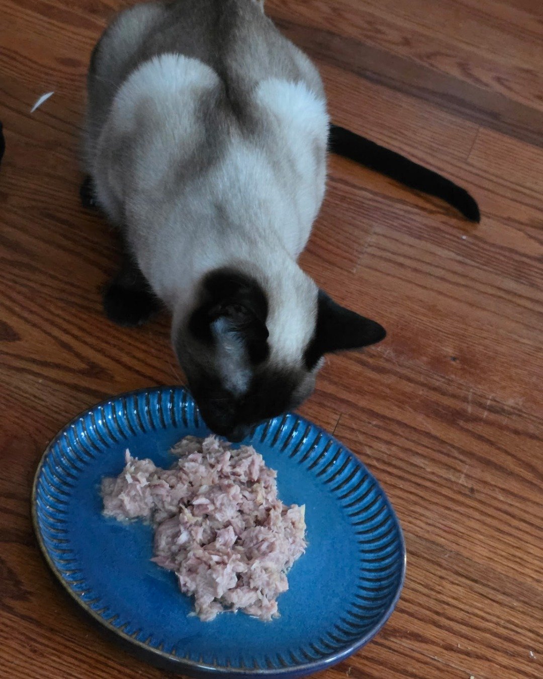 Luna🌙💫 (twin of Stella) the Siamese. Cat, Plate, Siamese