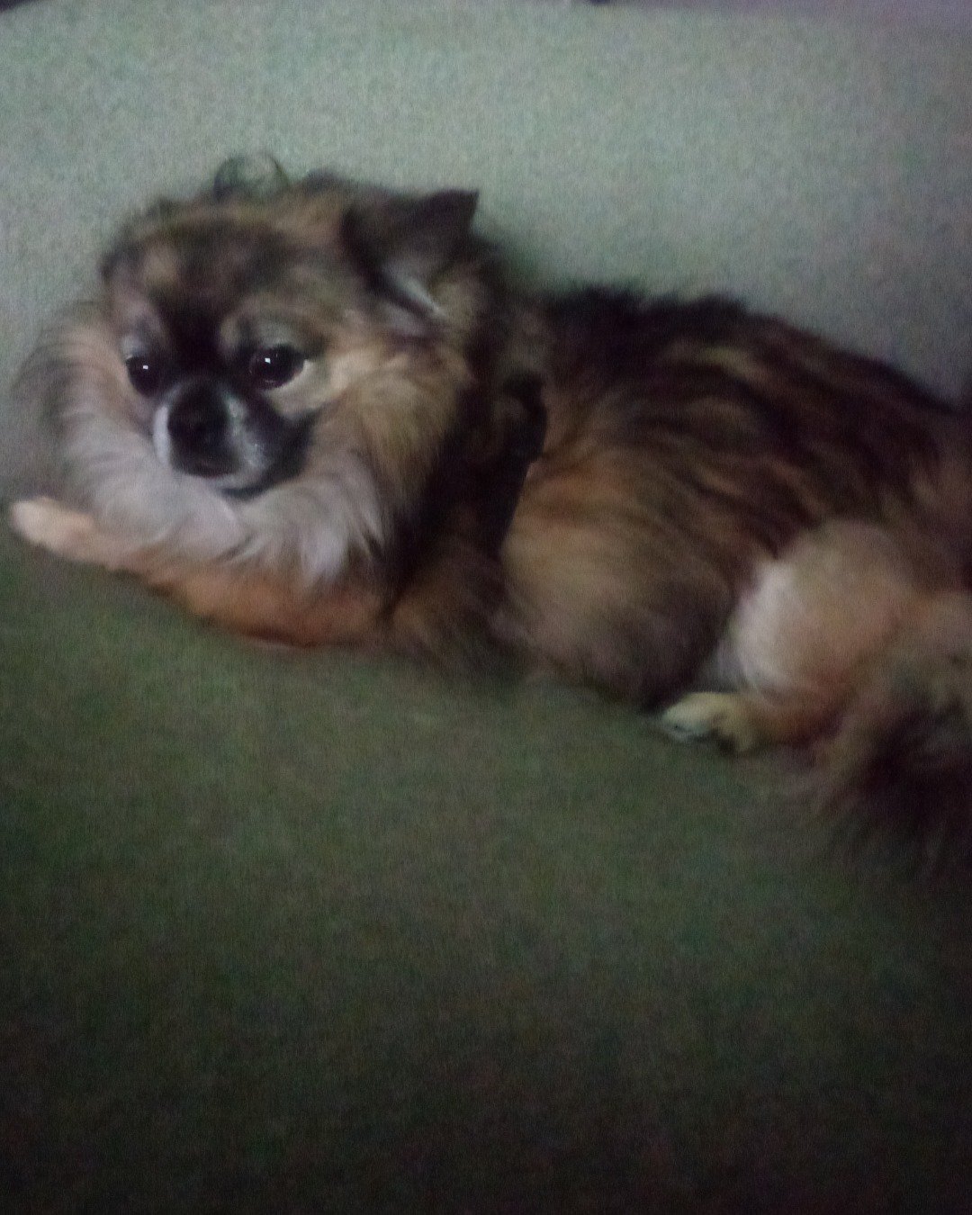 Rocko the Long Haired Chihuahua. Dog, Puppy, Couch, Furniture