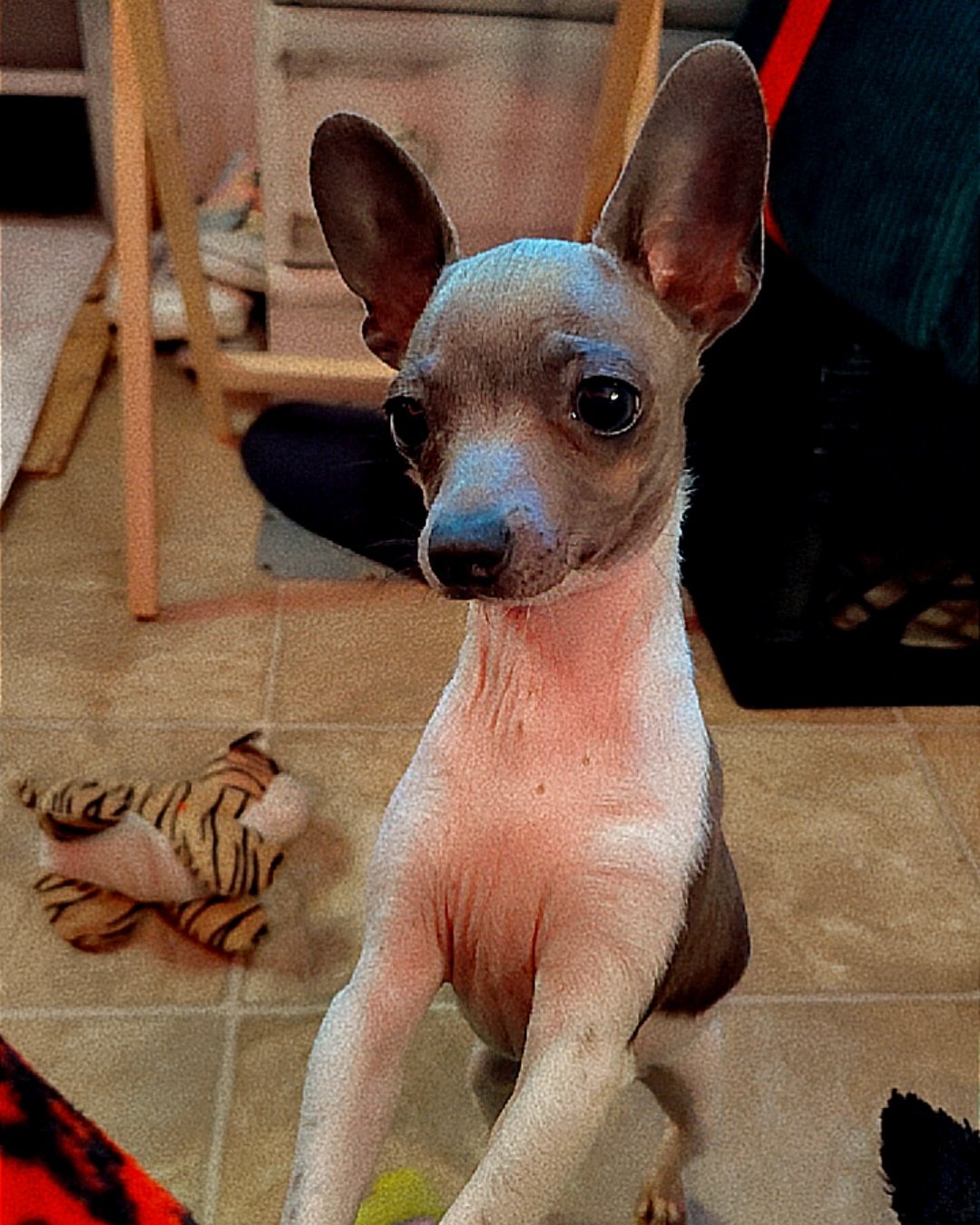 Charlie the chiweenie puppy. Dog, Puppy, Chihuahua