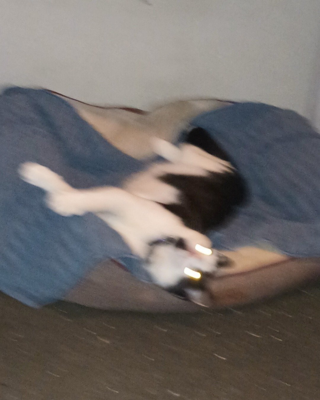 Zeke the Tuxedo. Dog, Puppy, Hound, Person, Couch, Furniture