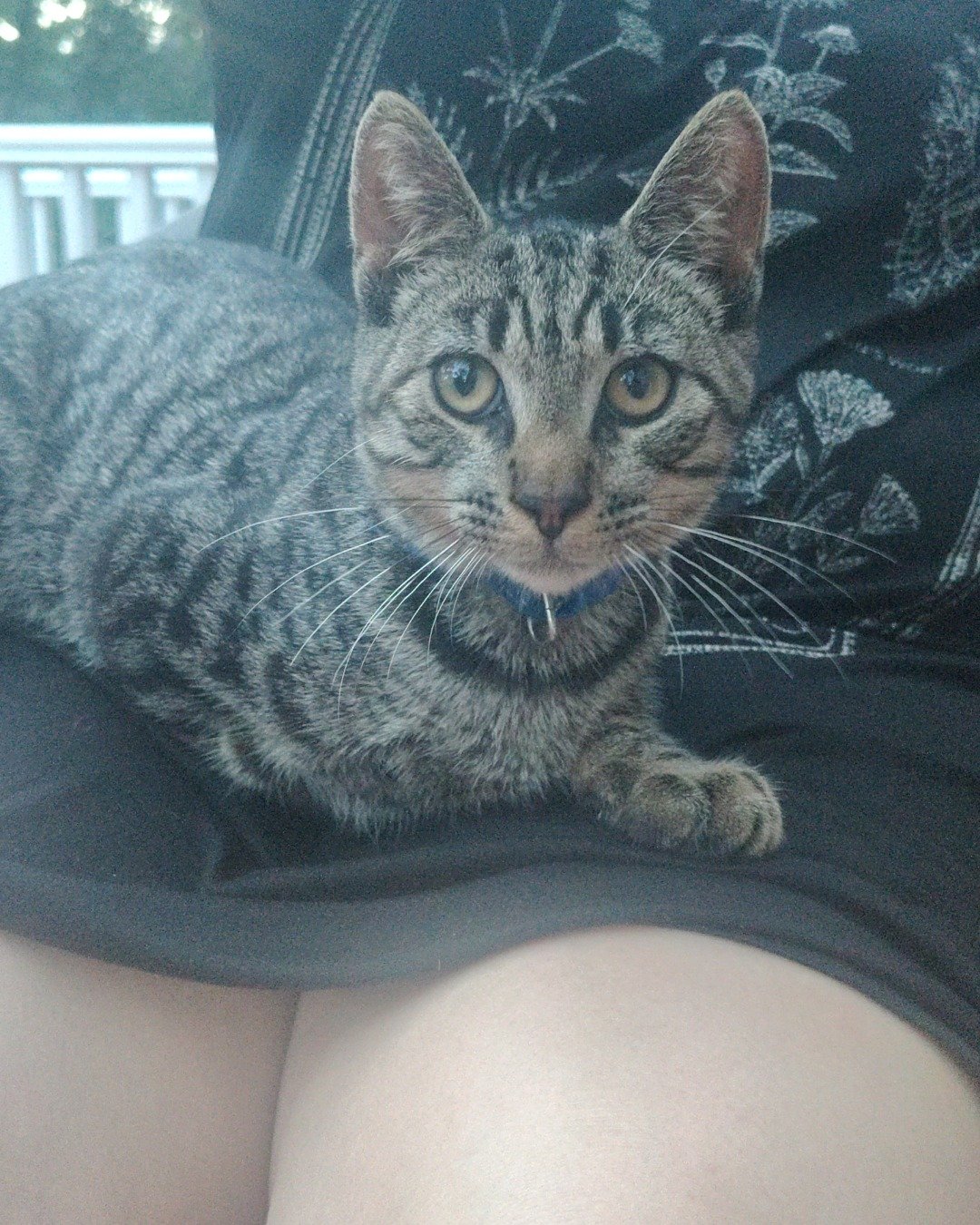 Zeus the domestic short hair. Person, Cat, Cushion, Home Decor, Manx
