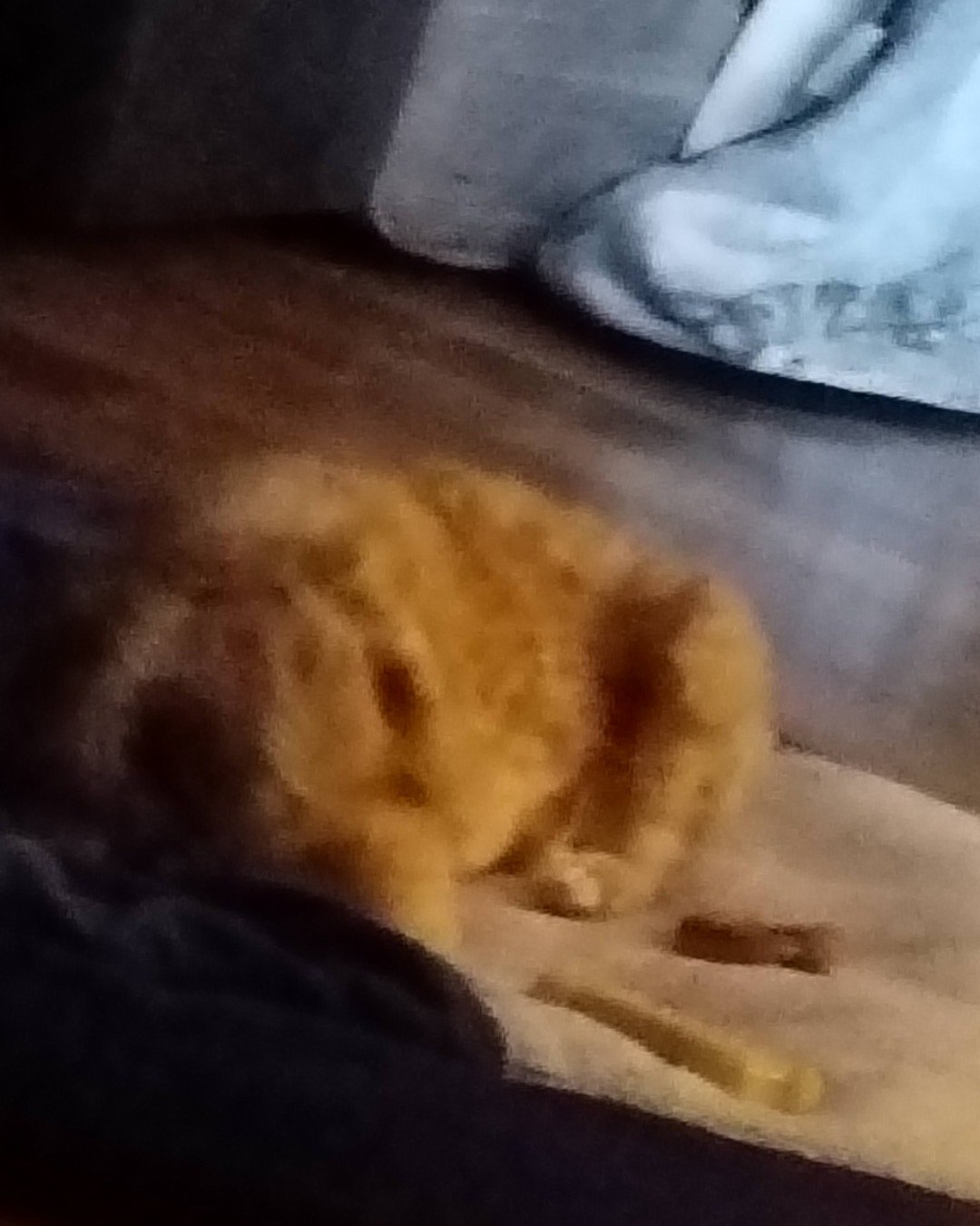 Skyler the unknown. Person, Sleeping, Cat, Kitten, Dog, Puppy