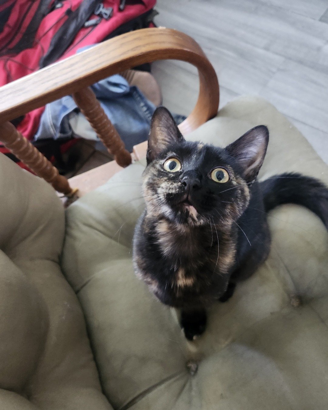 worm the American short hair torti calico. Couch, Furniture, Chair, Cat, Kitten