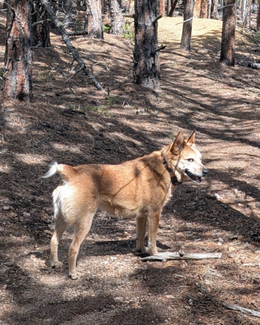 Sage the Australian Cattle Dog — Grove, Land, Nature, Outdoors, Plant, Tree