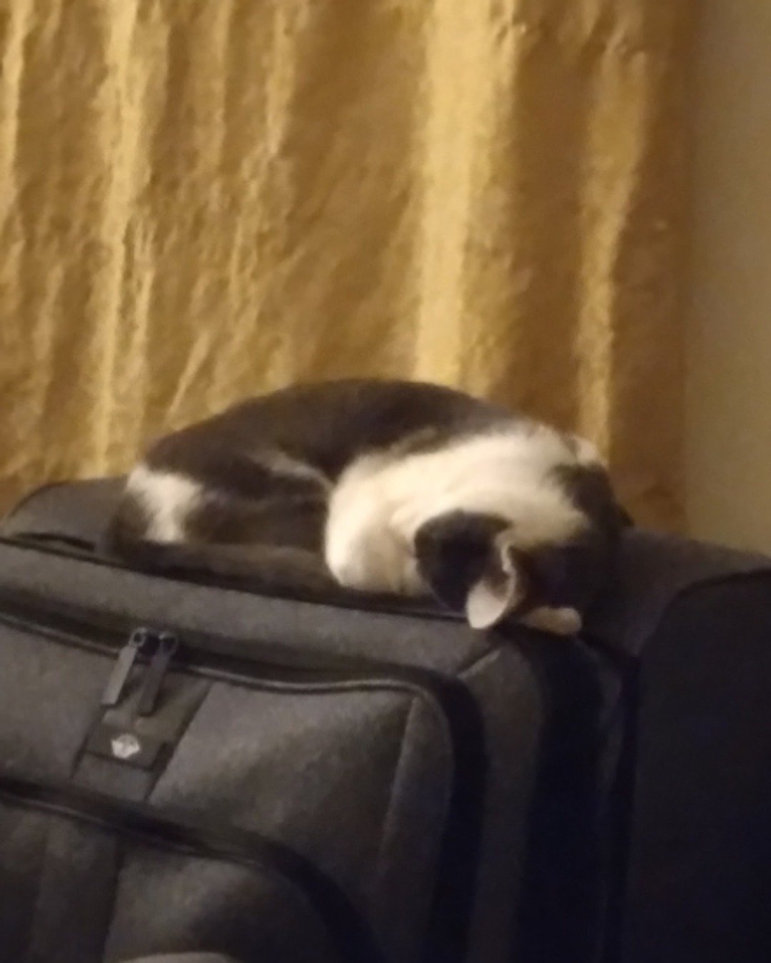 Cloudfur the American Shorthair. Baggage, Cat, Suitcase