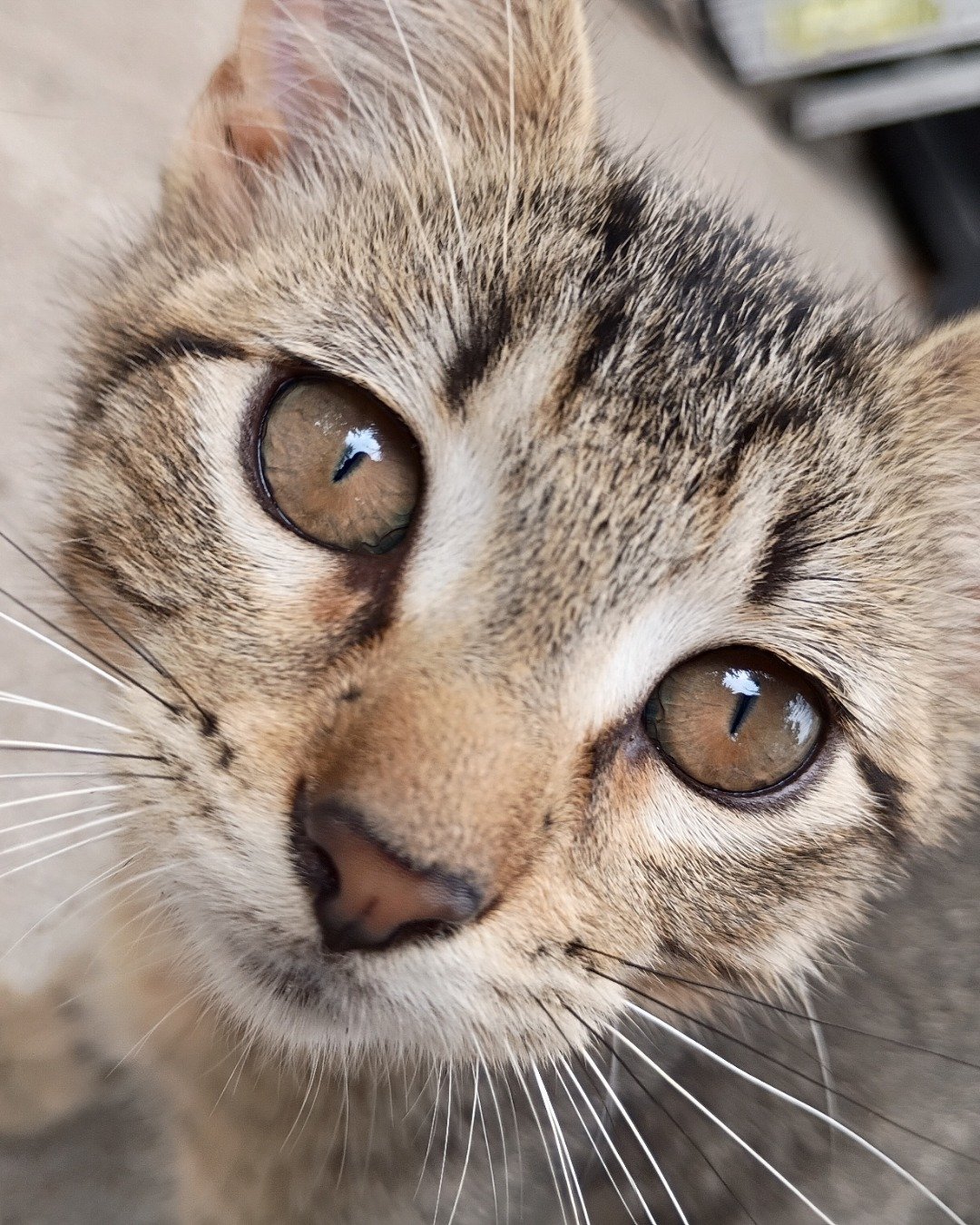 i have more kitties but this is cookie (aka cookie bit hes a. Abyssinian, Cat, Kitten
