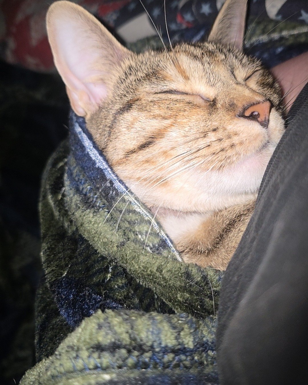 Nugget the tabby. Abyssinian, Cat, Blanket