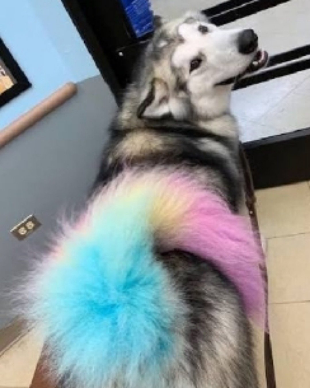 shelter Dogs. Dog, Husky