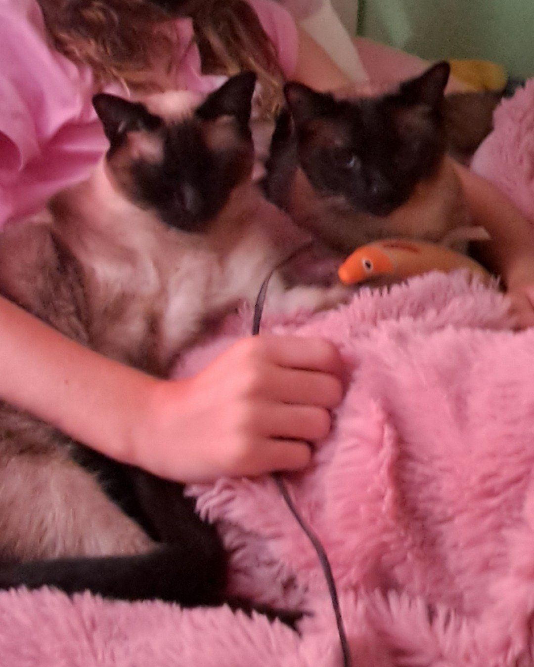 Twin love ❤ (Stella and Luna) the Siamese. Cat, Blanket, Siamese