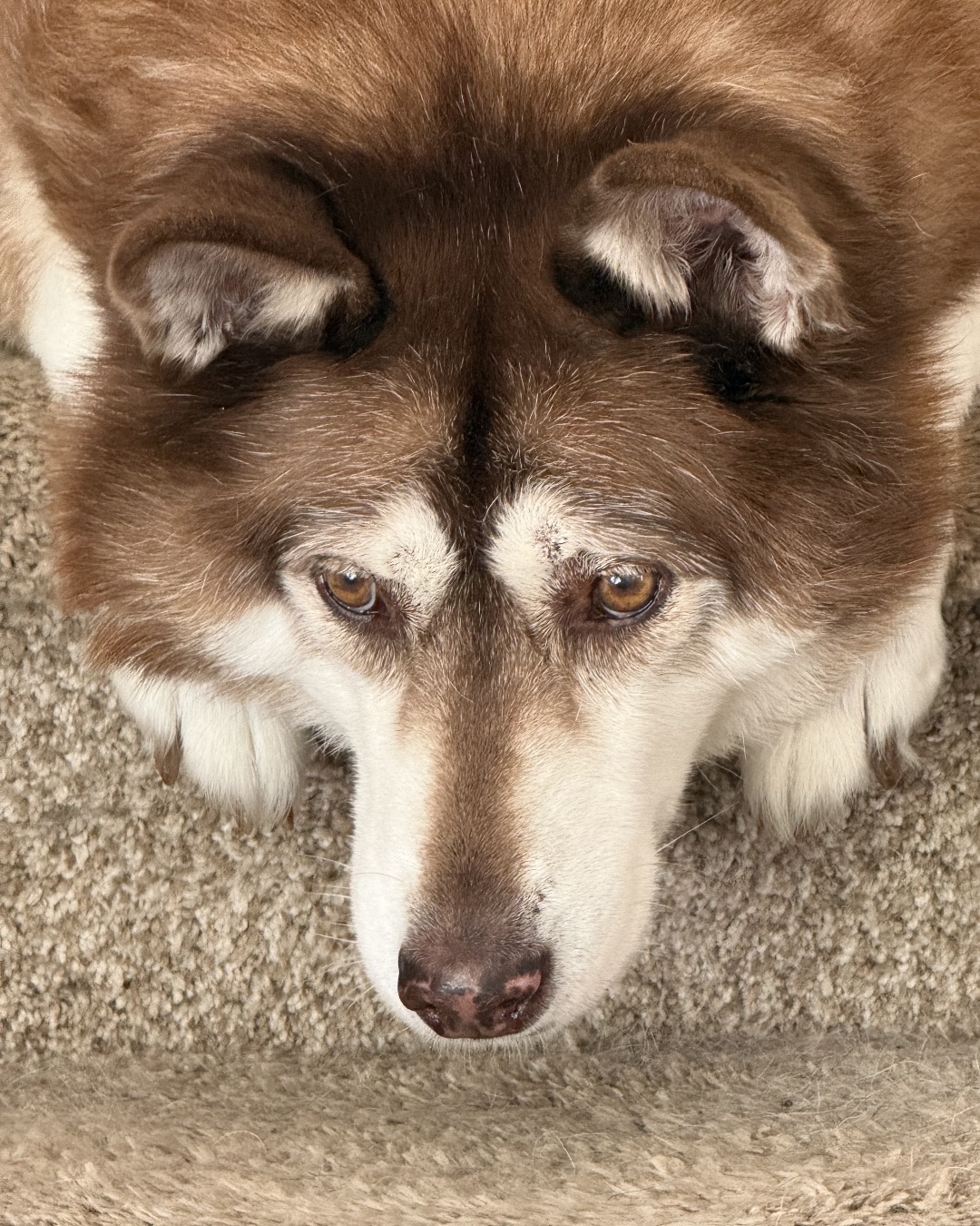 Nala the Siberian Husky — Dog, Husky