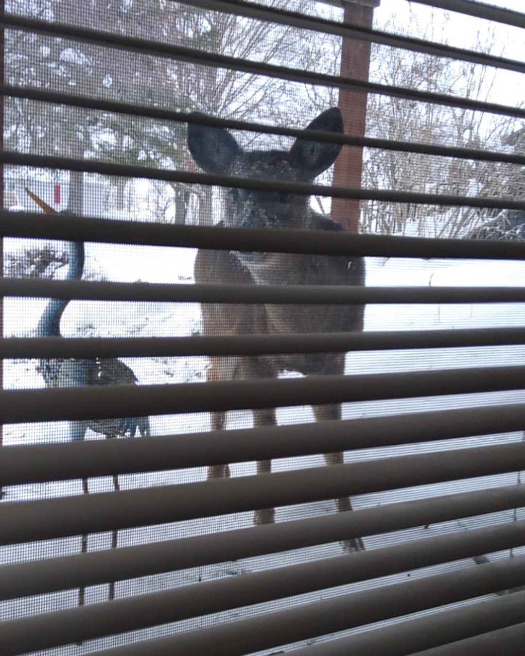 muffin. Home Decor, Curtain, Window Shade, Deer
