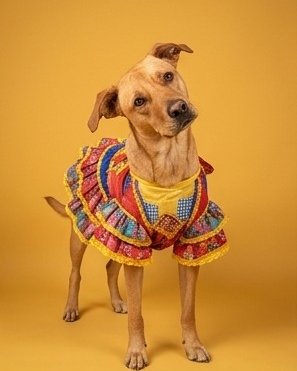 Manny the Mutt. Dog