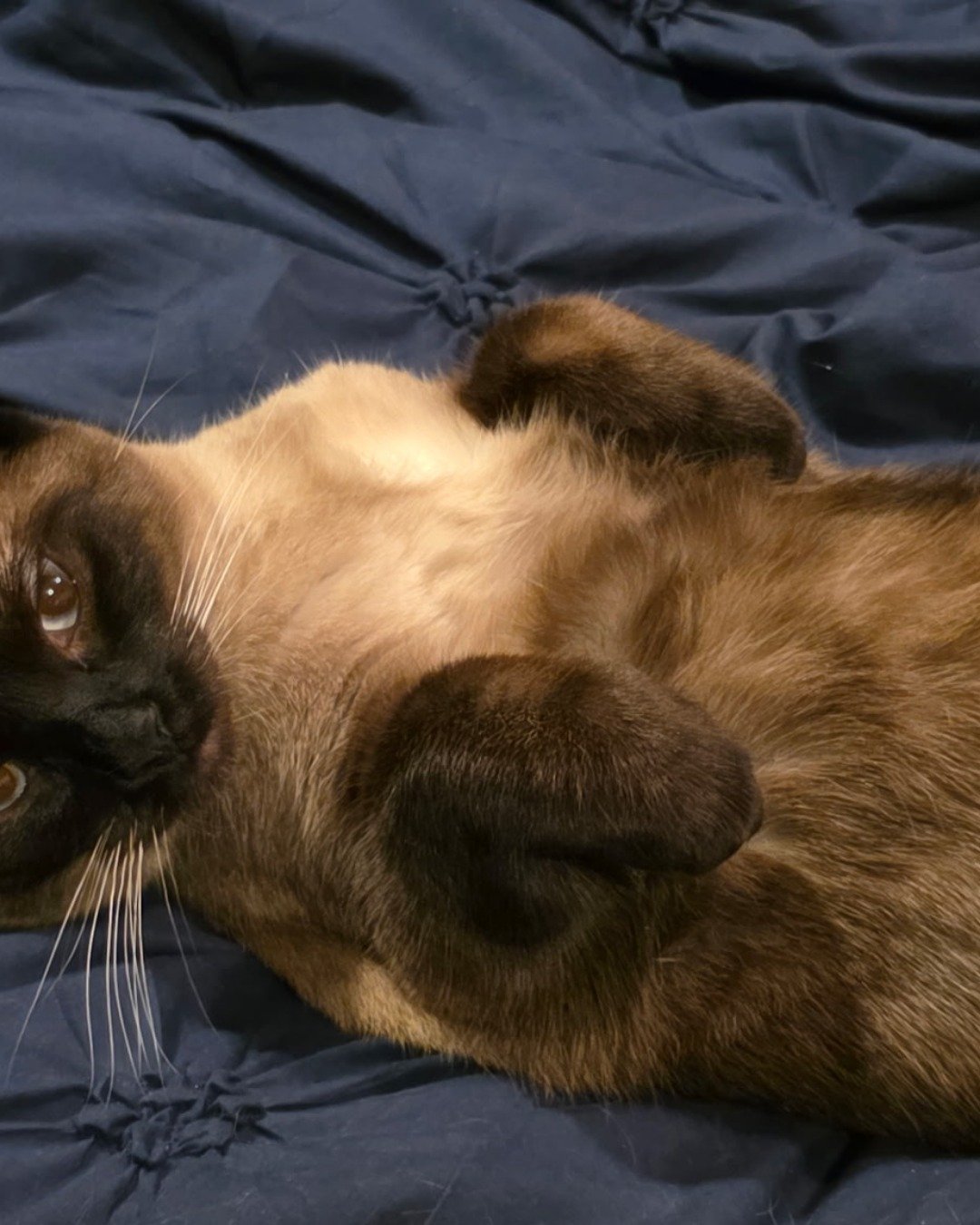 stub tail Stella🙃😎 (twin of Luna) the Siamese. Cat, Siamese