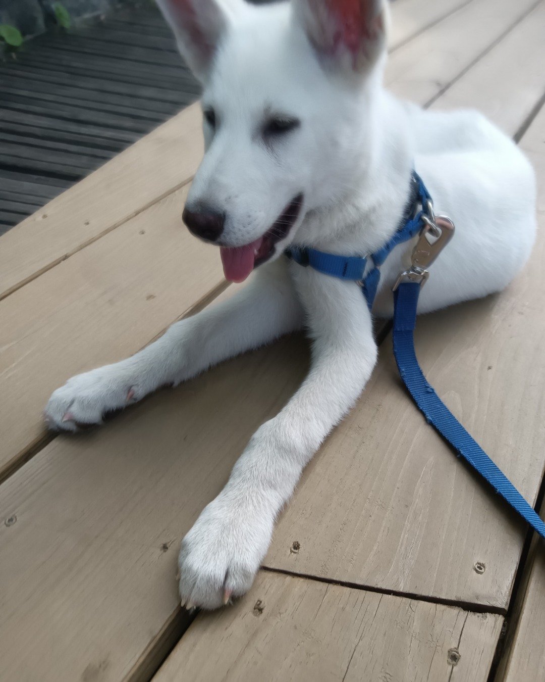 Elthon John the German Shepard and Siberian Husky mix. Accessories, Strap, Dog, Puppy, Husky, Leash