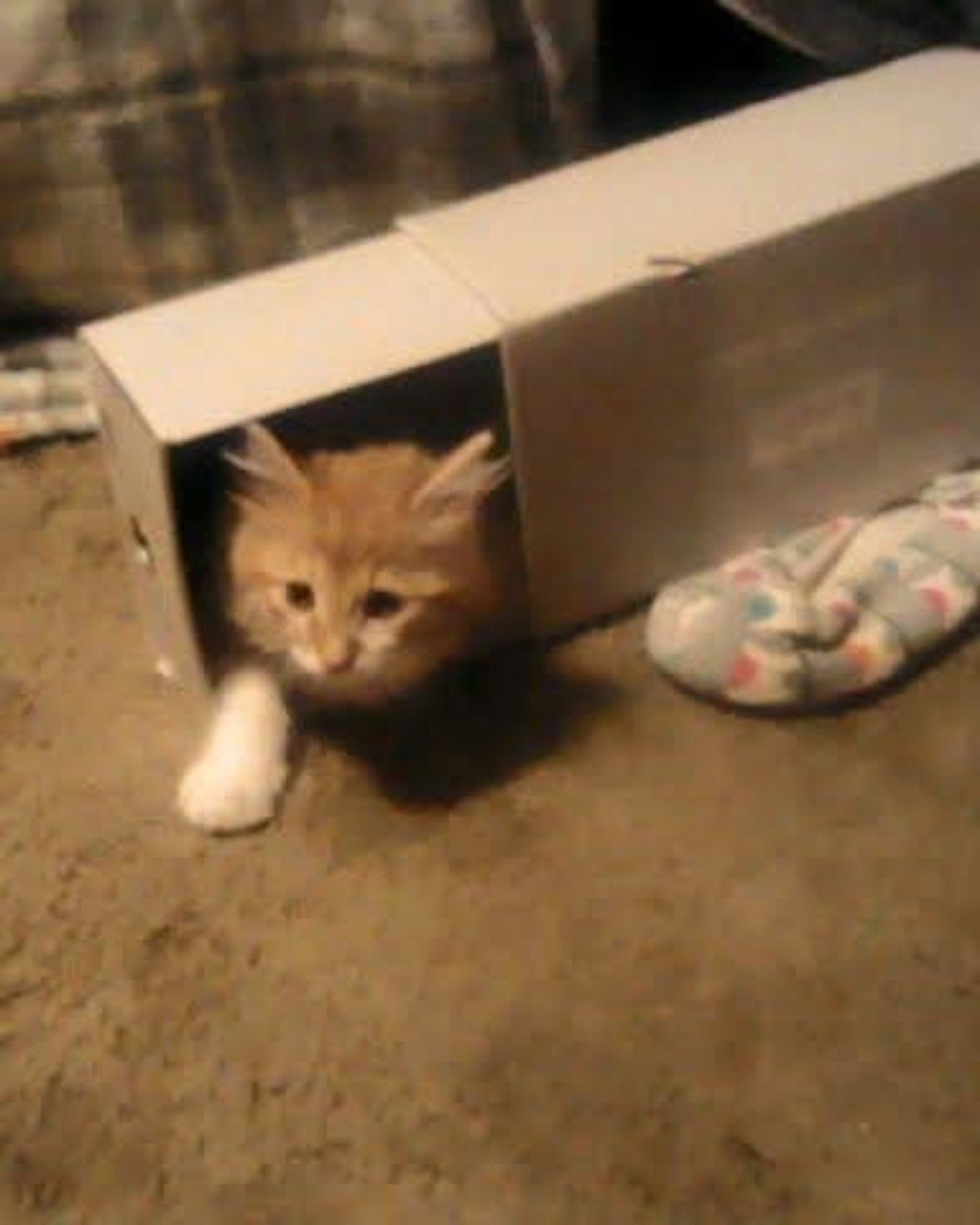 Lucky. Cat, Kitten, Box