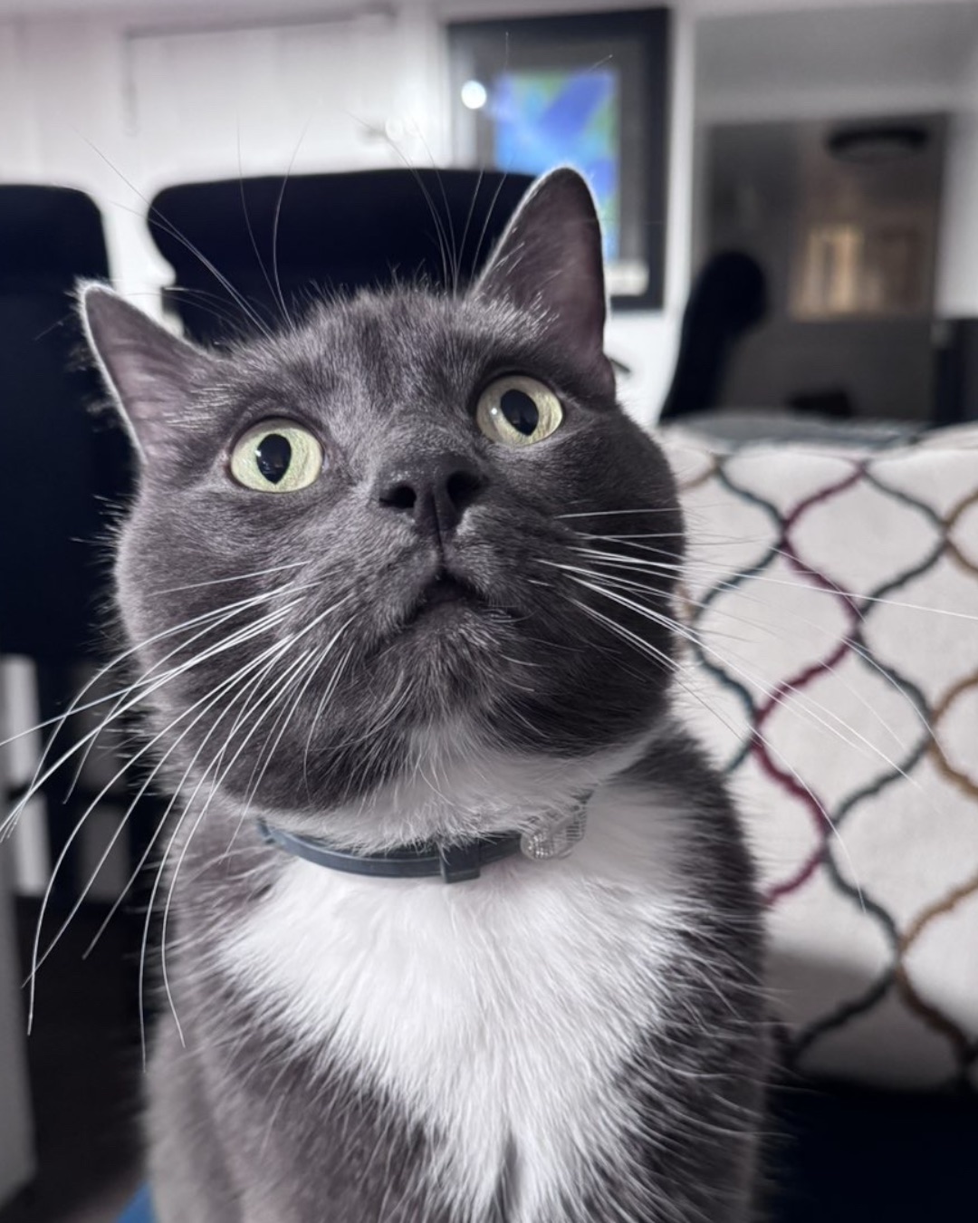 Jholote. Computer Hardware, Electronics, Hardware, Monitor, Screen, Cat