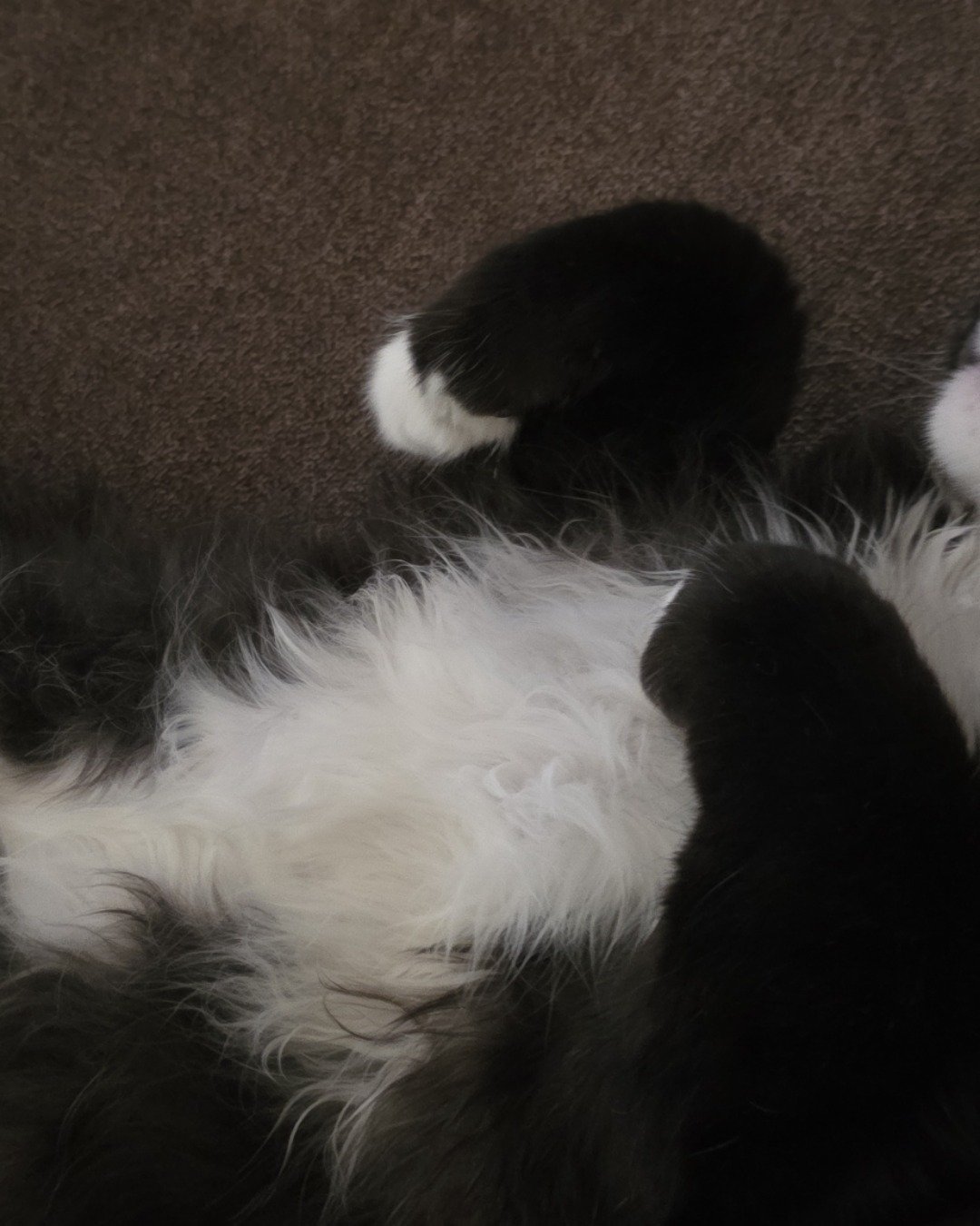 Andy. Person, Sleeping, Couch, Furniture, Cat, Dog