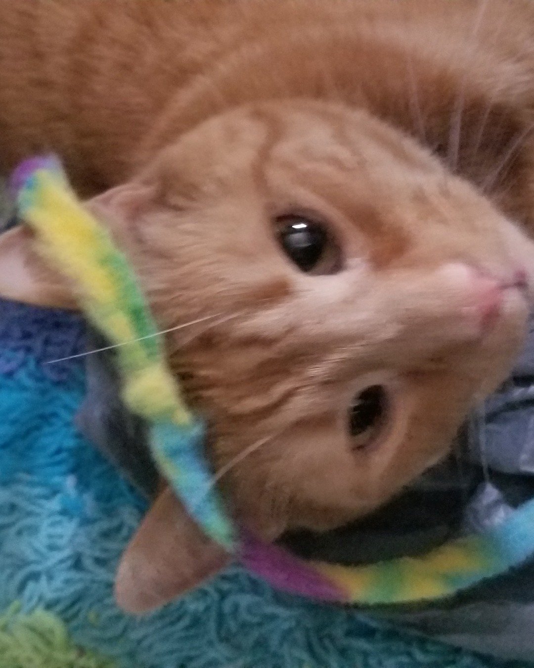Tyler. Cat, Kitten