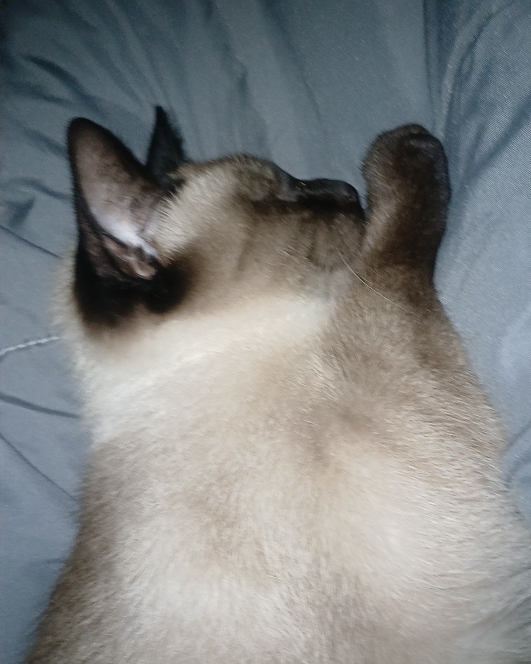 Ace the Siamese. Cat, Siamese