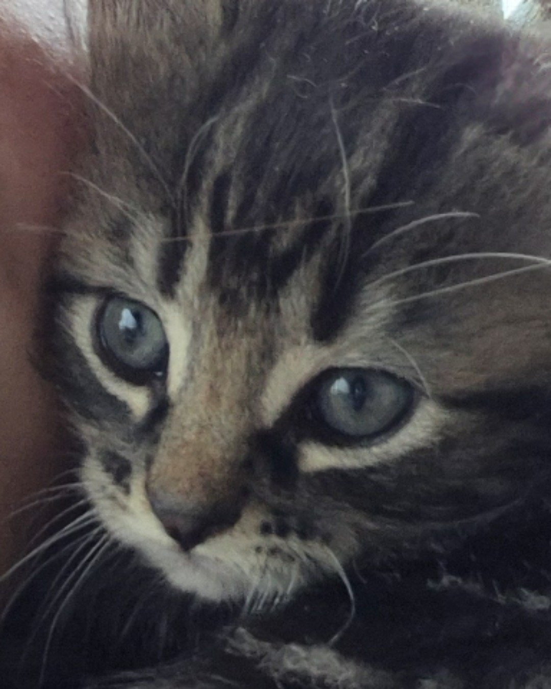 Noodle. Cat, Kitten