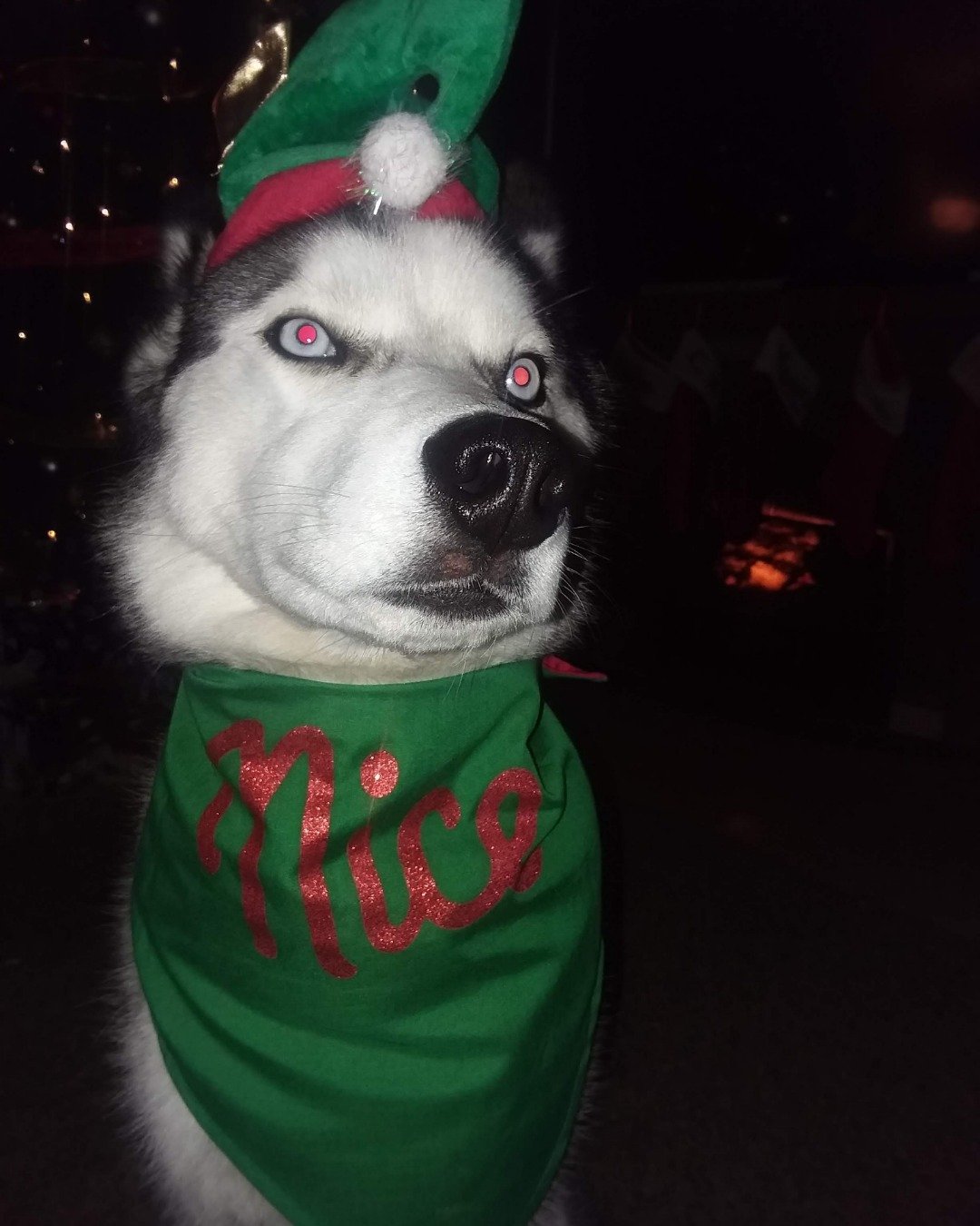 Hemi the Siberian Husky. Dog, Husky, Puppy