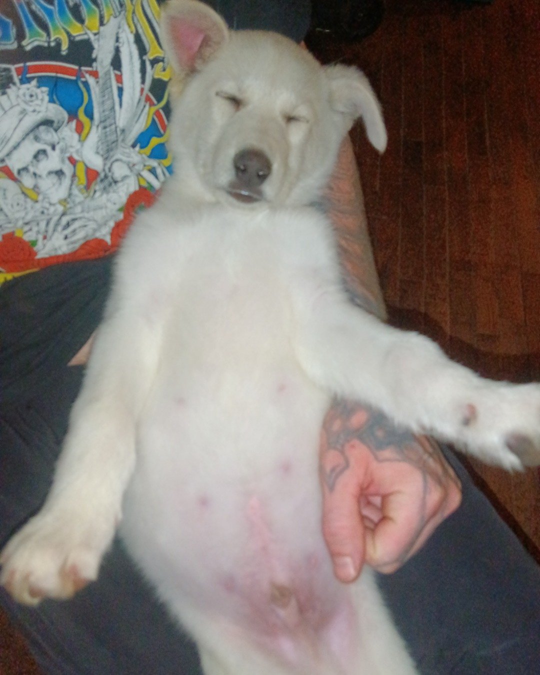 Elton John the German Shepard and Siberian Husky mix. Dog, Puppy, Husky, Eskimo Dog