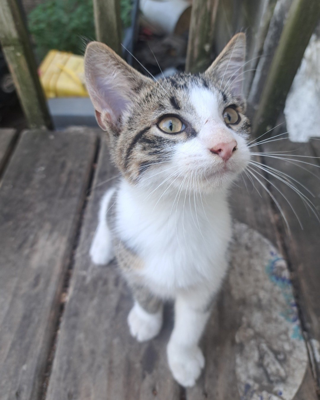 Sol. Cat, Kitten, Wood, Abyssinian