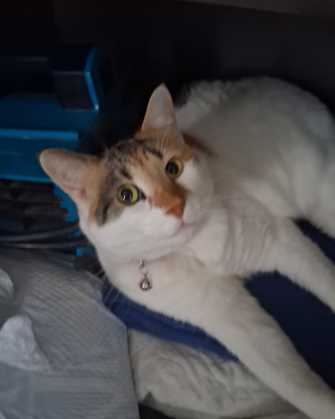 Callie the Calico maincoon. Cat, Kitten, Abyssinian