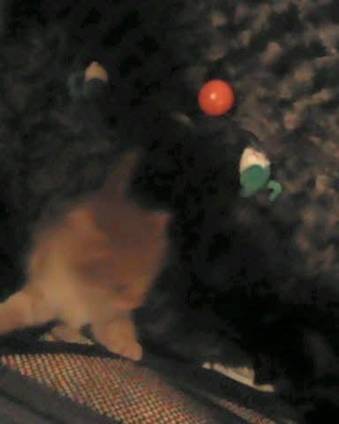 Lucky. Ball, Sport, Tennis, Tennis Ball, Cat, Kitten