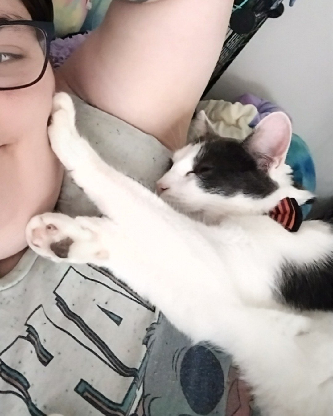 Cloudfur the American Shorthair. Accessories, Glasses, Person, Sleeping, Cat, Kitten