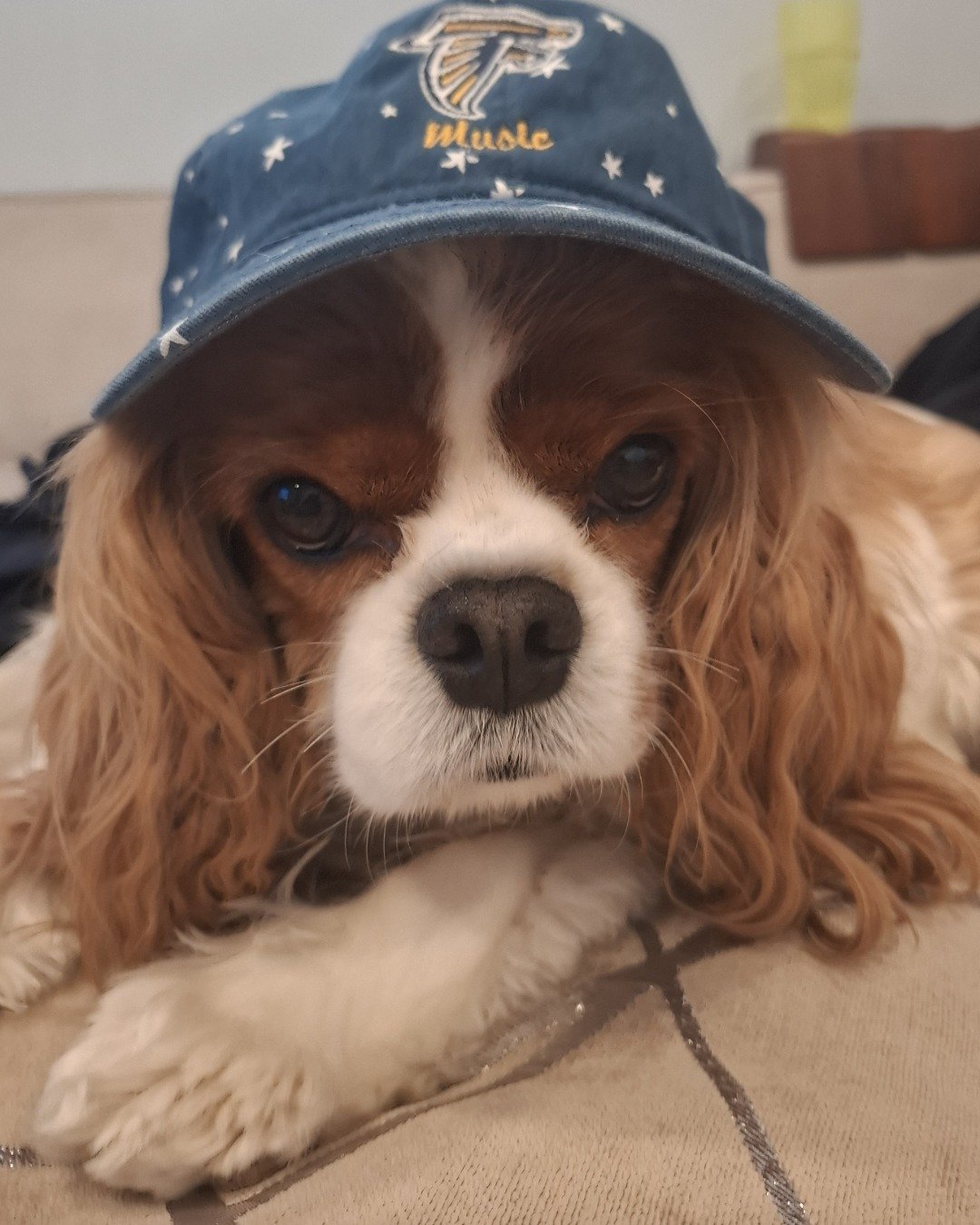 Arya the Cavalier King Charles Spaniel. Clothing, Hat, Baseball Cap, Cap, Dog, Puppy
