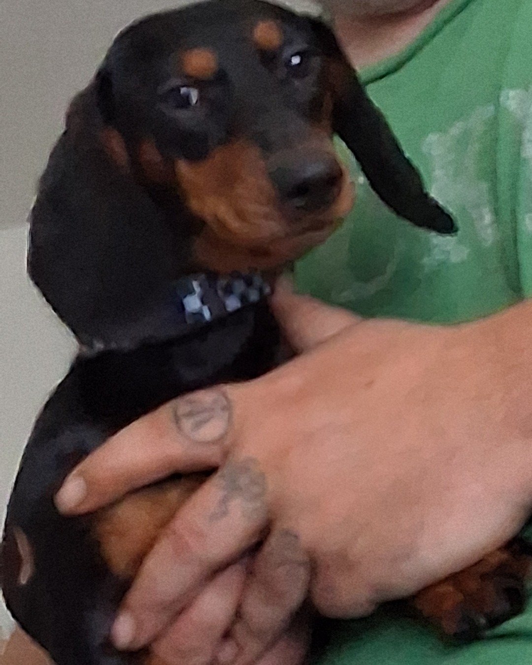 maximus the dachshund. Dog, Puppy, Hound