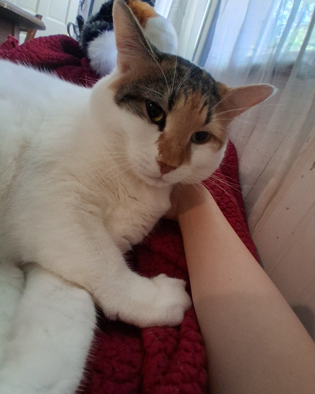 Callie the Calico maincoon. Cat, Kitten, Person, Indoors, Sleeping