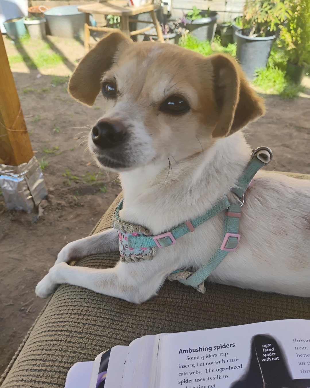Princess the Chihuahua. Dog, Puppy, Plant, Potted Plant, Herbal, Herbs