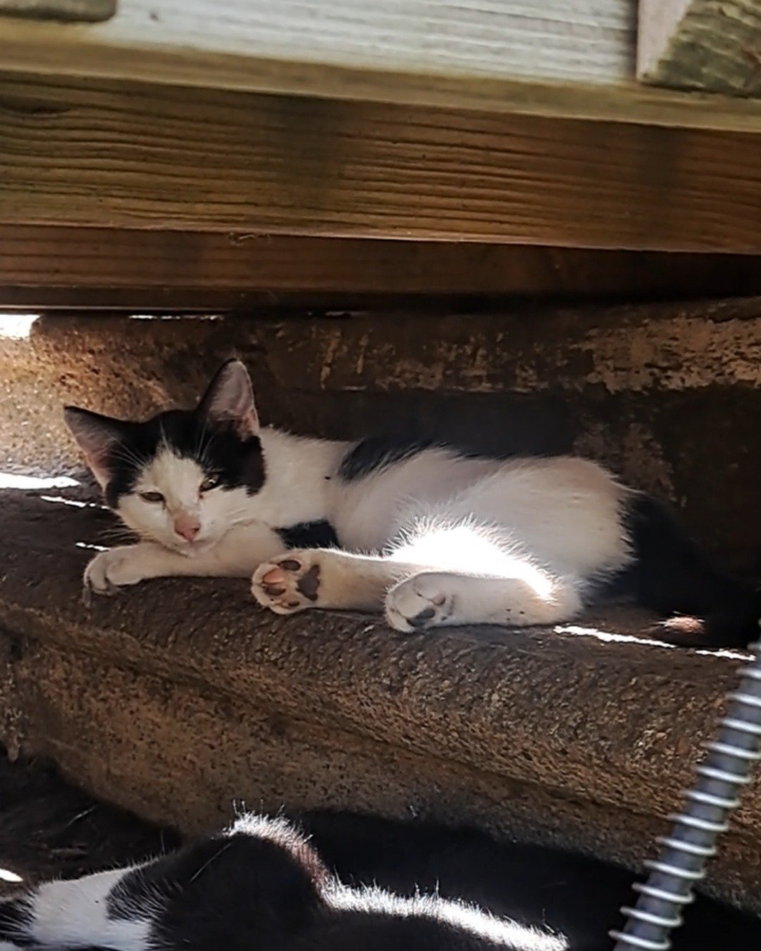 Little-Panda. Cat, Kitten, Machine, Screw, Wood, Indoors