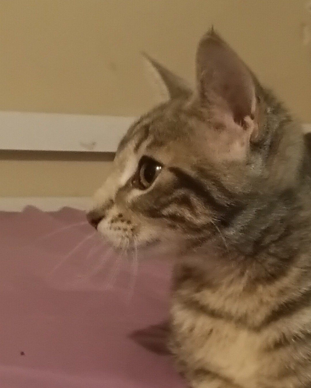 muffin the mutt. Cat, Kitten, Abyssinian