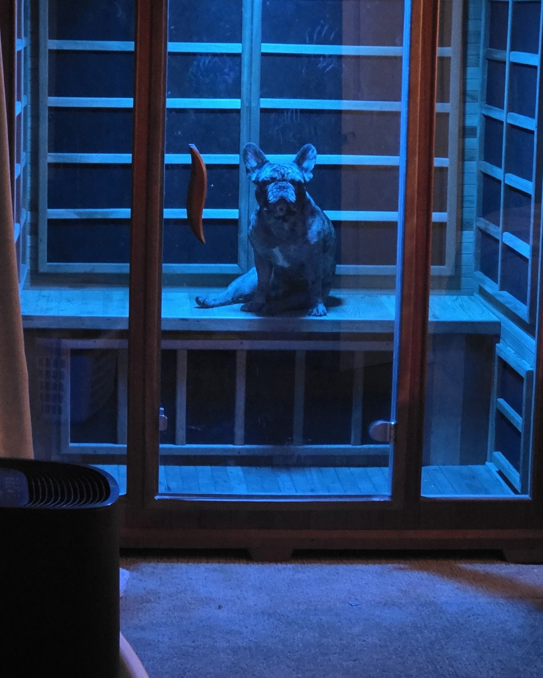 Porkchop the frenchton. Door, Floor, Dog, Window, Flooring
