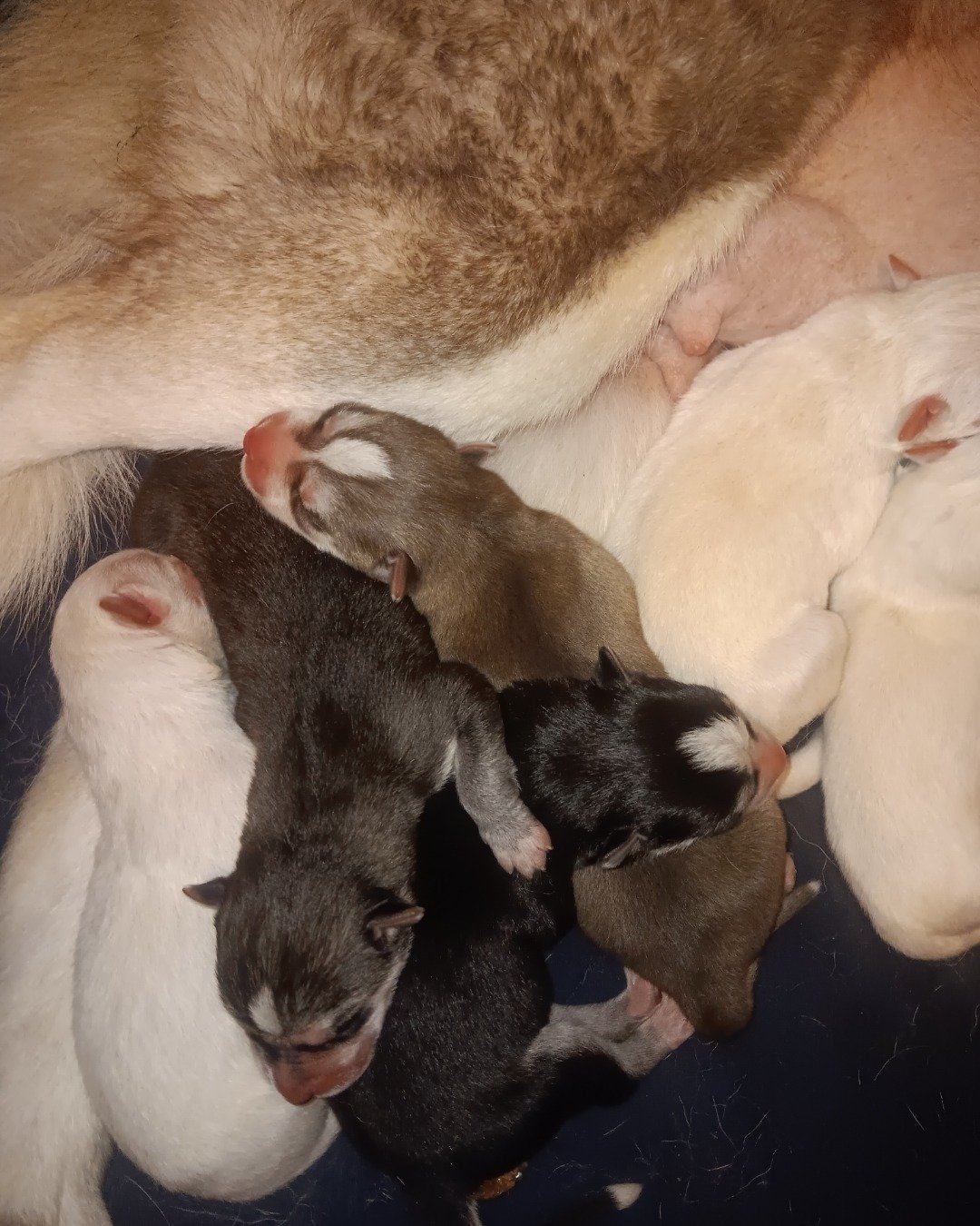 Puppies the Siberian Husky and German Shepard mix. Dog, Puppy, Rat, Rodent