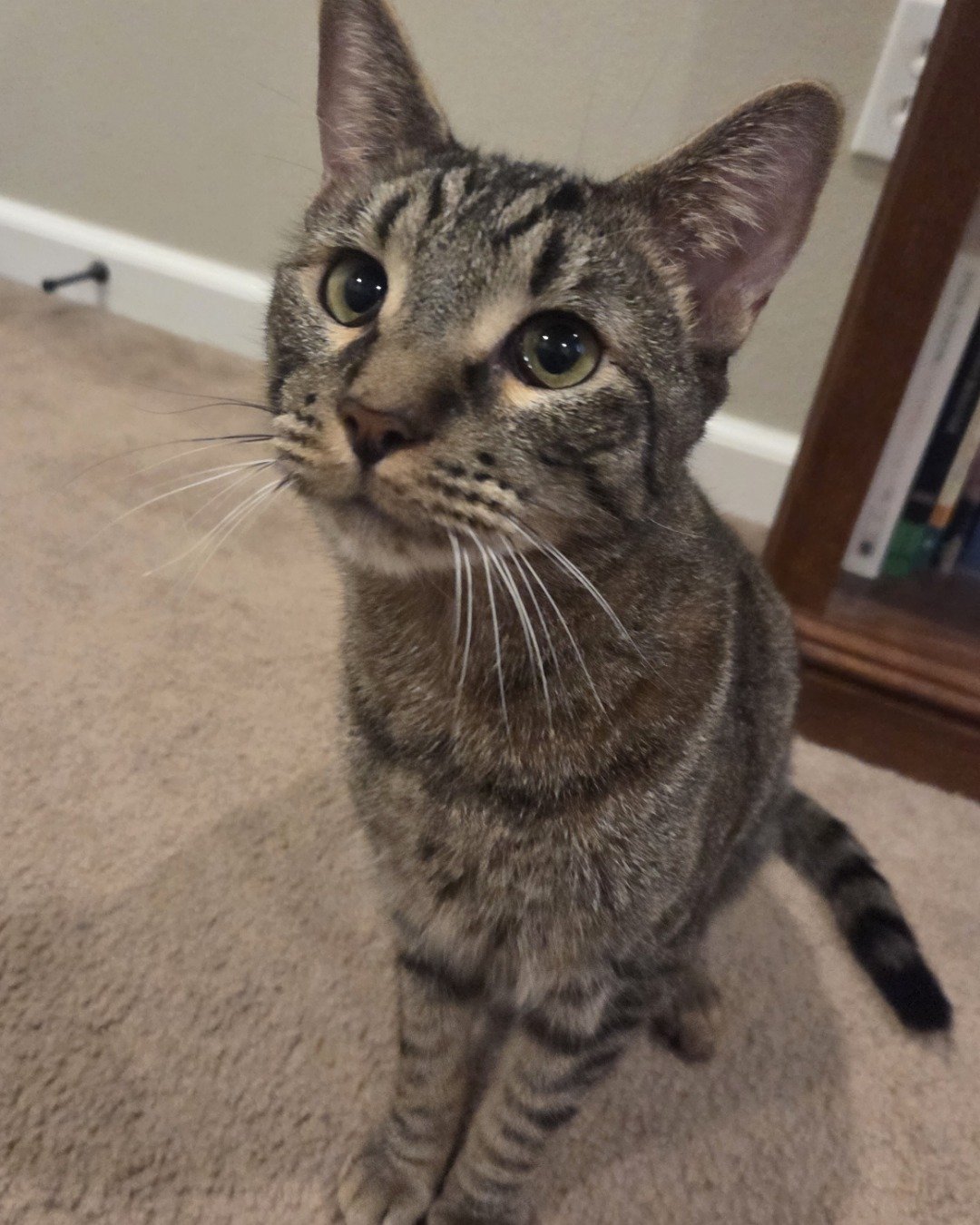 Clover. Abyssinian, Cat