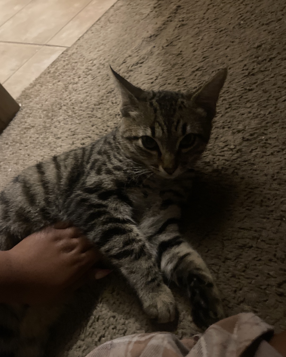 Atlas the Mixed breed. Cat, Kitten, Abyssinian, Floor