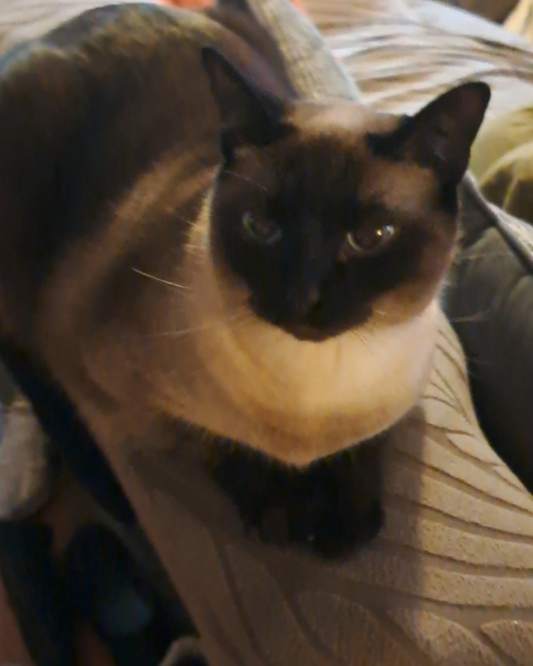Luna🌙💫 (twin of Stella) the Siamese. Cat, Siamese