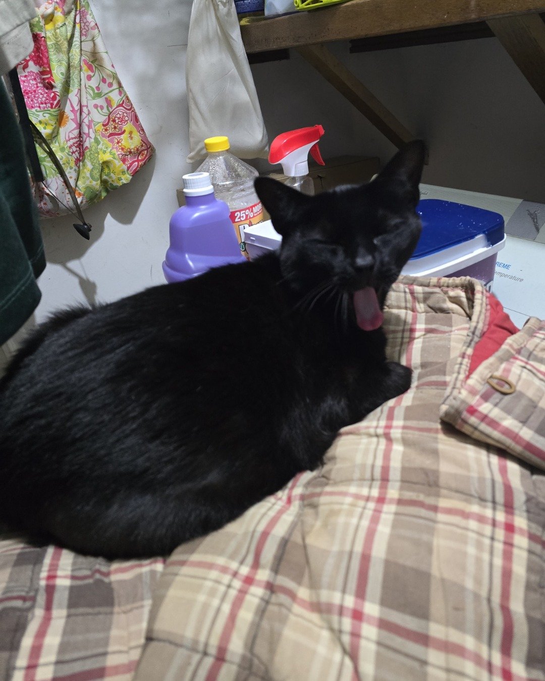 Binx. Couch, Furniture, Cushion, Home Decor, Cat, Bed