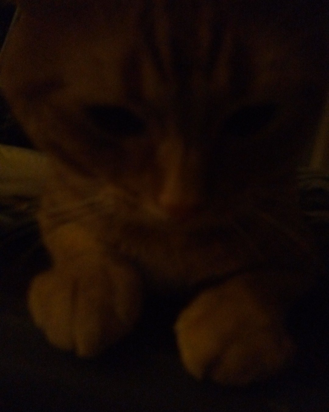 pumpkin the idk. Cat, Kitten, Person